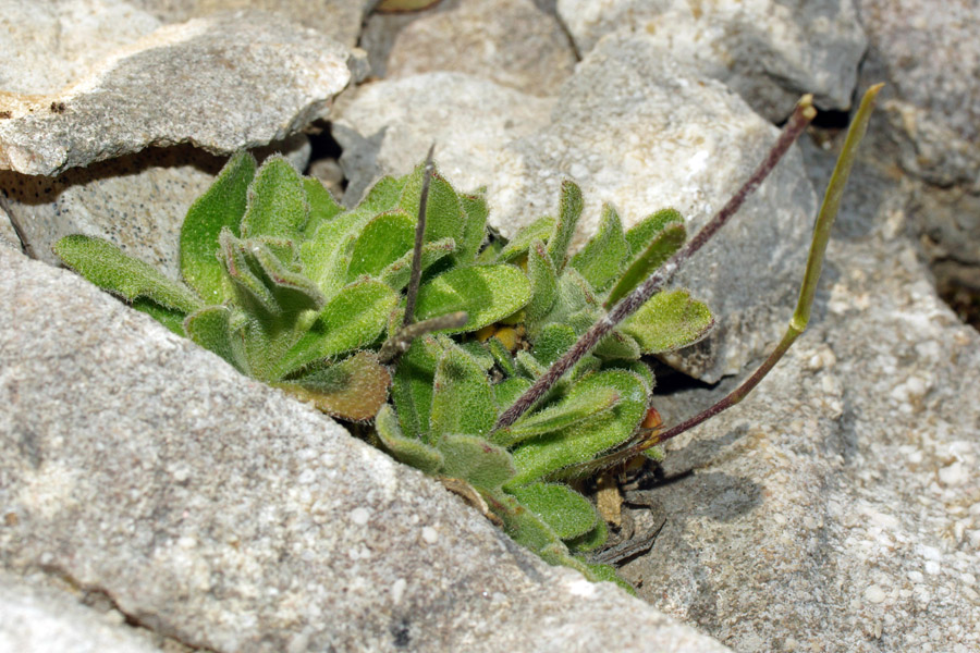 Arabis stellata da determinare